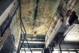 Best Emergency Mold Remediation  in Cape May Court House, NJ